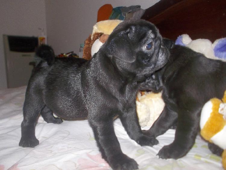 Cachorros de pug carlino