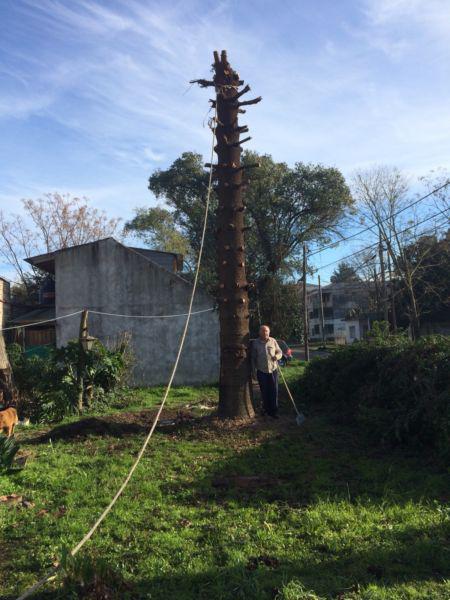 Poda y corte de Arboles y Palmeras en San Isidro