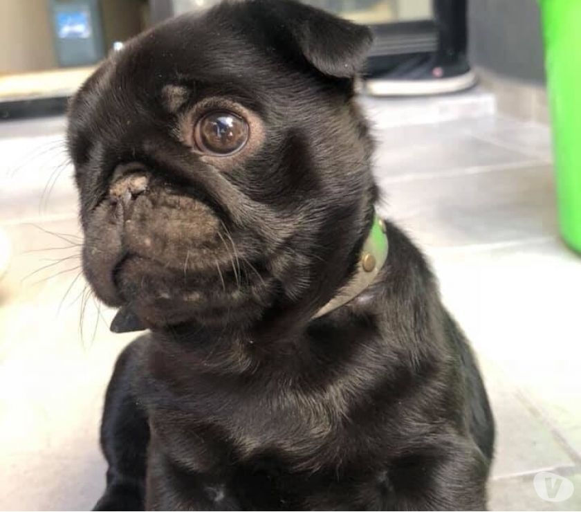 Pug macho