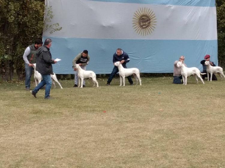 vendo excelente cachorros Dogo Argentino con papeles y