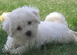 BICHON FRISE Cachorros disponibles