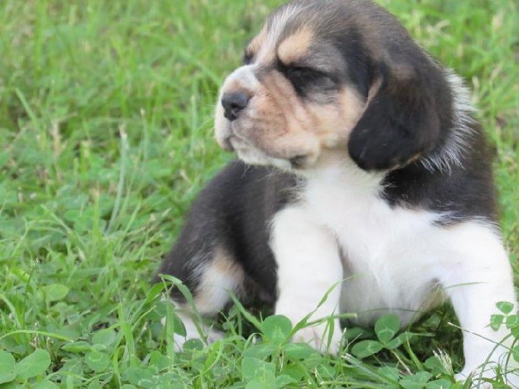 Beagles, fotos actuales de los cachorros en venta