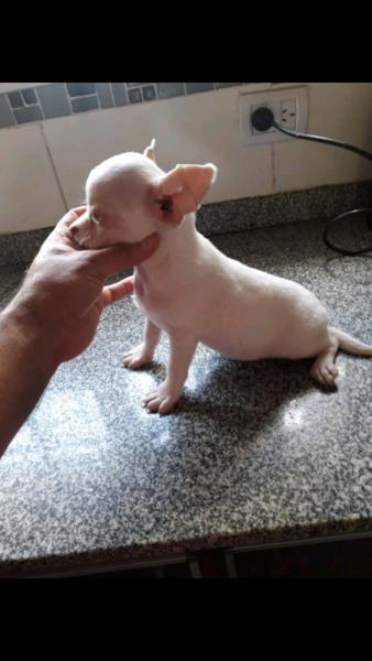 Chihuahua macho de 3 meses