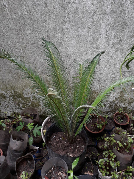 Planta de palma cyca