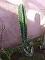 cactus 45cm planta del norte argentino