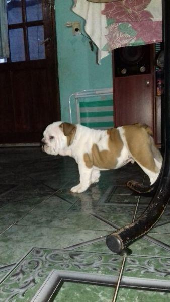 BULLDOG Ingles MACHO