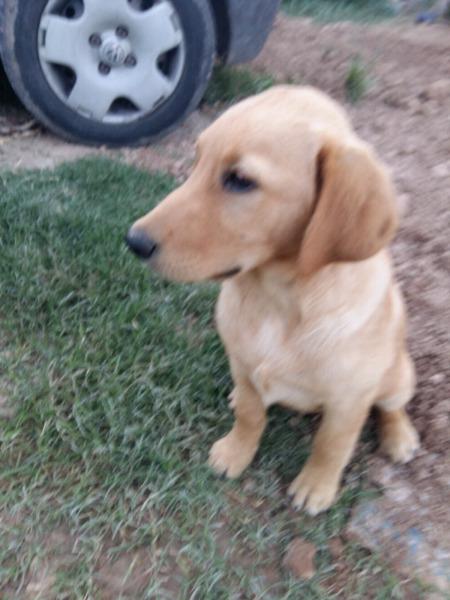 CACHORRO LABRADOR RETRIEVER