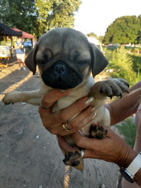 Pug Carlino con pedigree