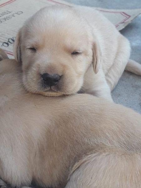 Vendo Cachorros Labrador