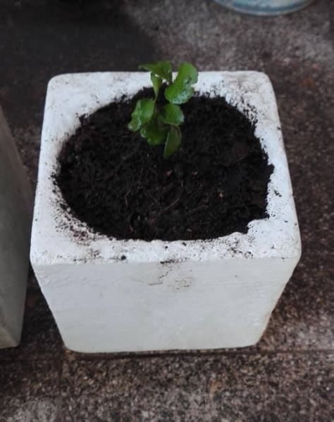 Plantas de mandarino con maceta de cemento