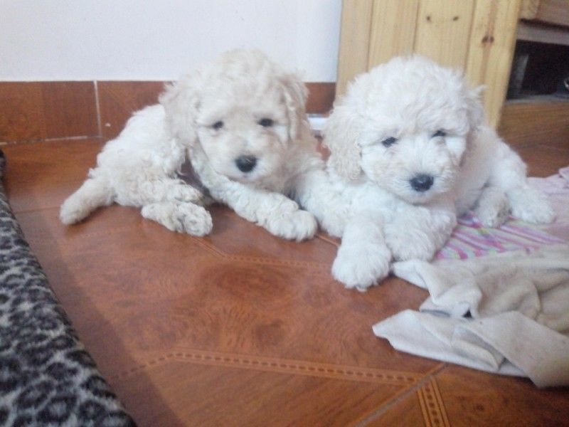 3 Caniches toy nacieron 