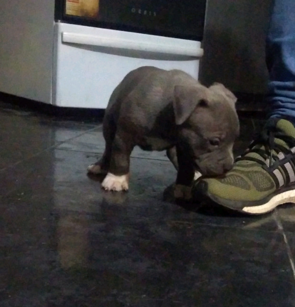 American bully 41 dias