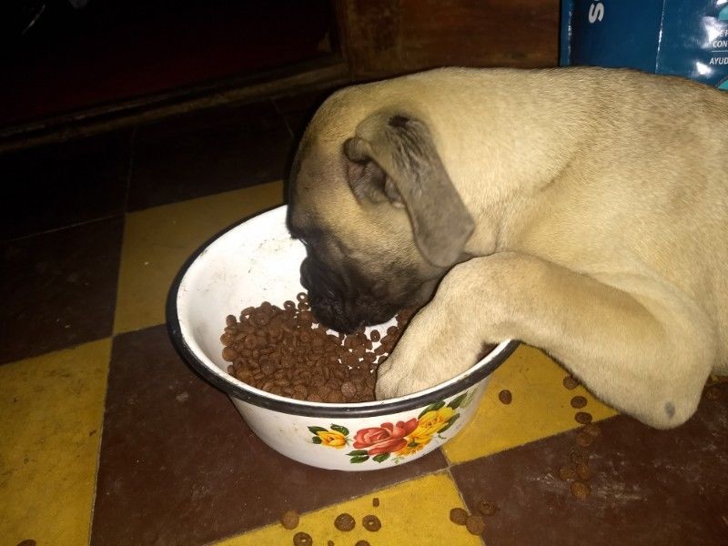 Bull Mastiff cachorros