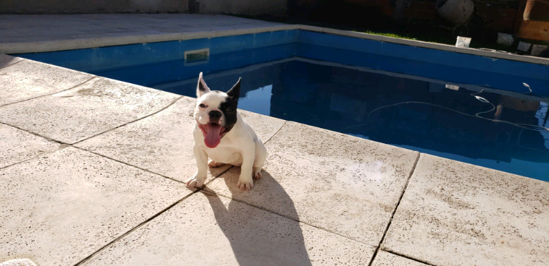 Bulldog francés hembra vaquita 4 meses FCA vacunada y