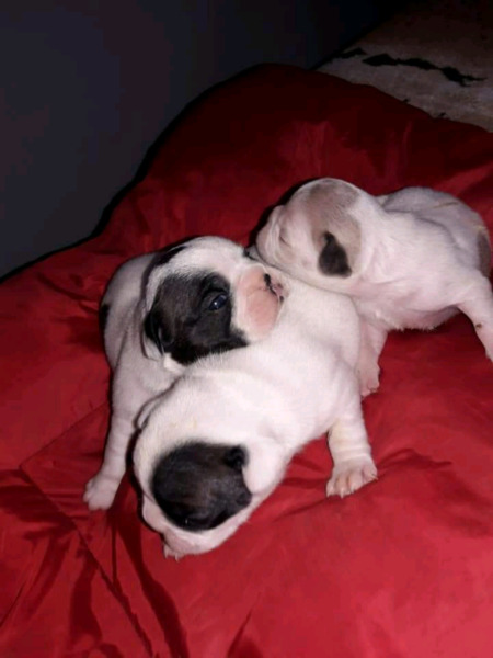 Bulldog francés hembra y macho (FCA)