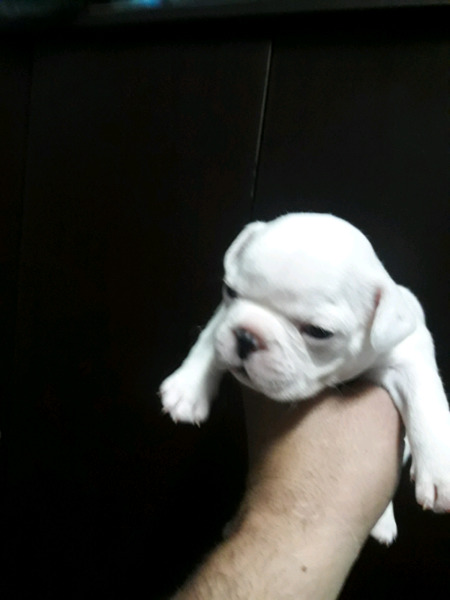 Bulldog francés hembrita macho(FCA)