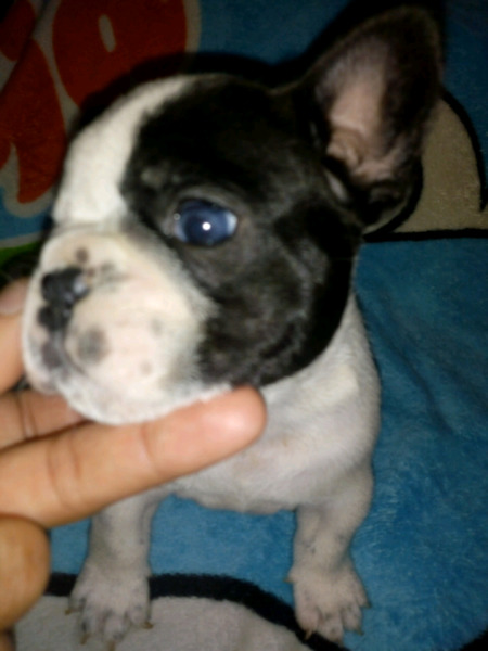 Bulldog machitos excelentes PARA NAVIDAD