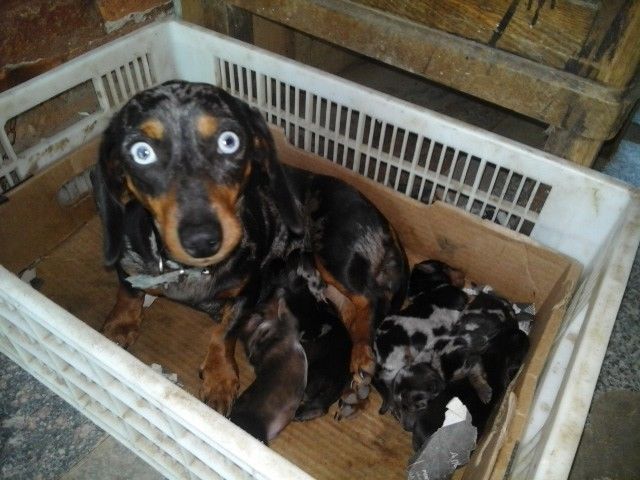 CACHORRITOS DACHSHUND MINI