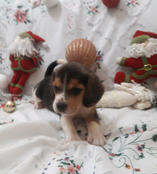 CACHORROS BEAGLES DISPONIBLES