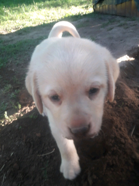 CACHORROS LABRADORES DORADOS