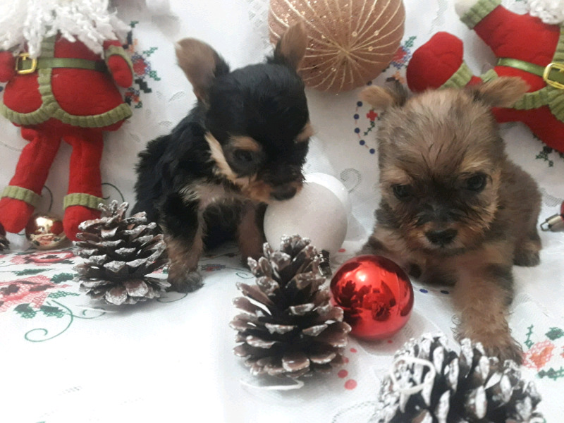 CACHORROS YORKYS DISPONIBLES