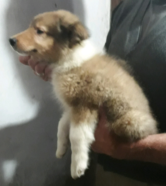 COLLIE DORADO TRICOLOR 50 DIAS VAC