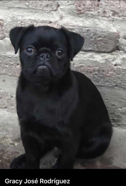 Cachorro Pug 6 meses Excelente Negro azabache
