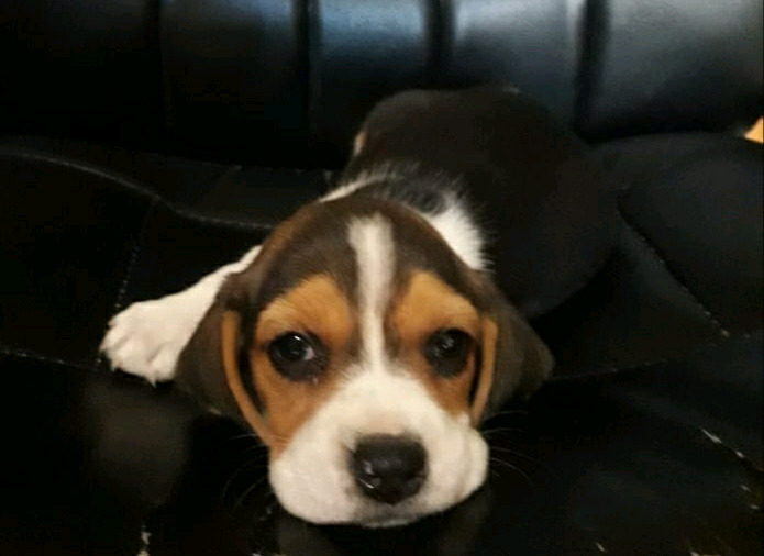 Cachorros Beagle spaniel
