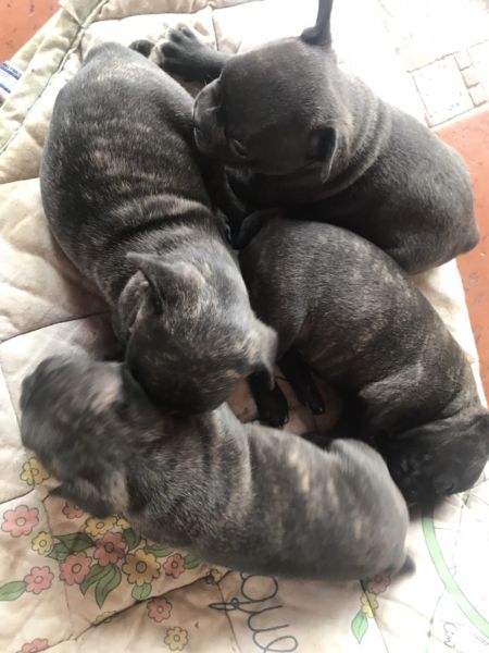 Cachorros Bulldog Francés