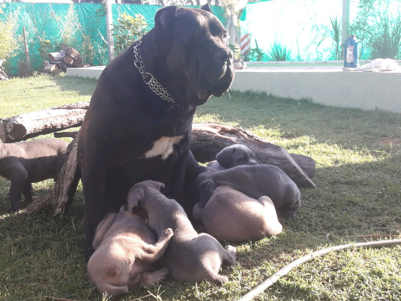 Cachorros Cane Corso