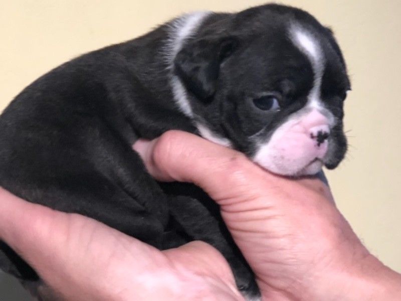 Cachorros bulldog frances