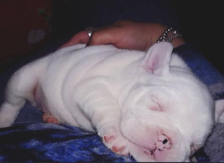 Cachorros bulldog frances