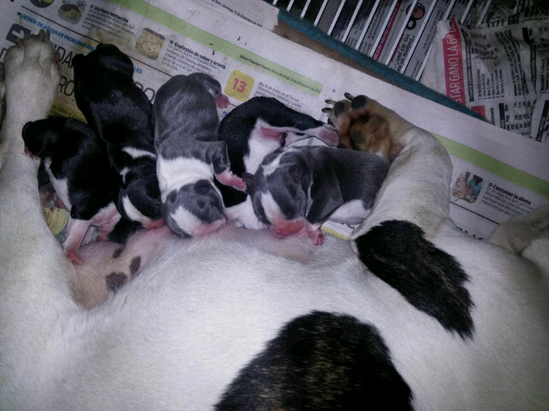 Cachorros bulldog francés gen Blue. Mamá vaquita Papa Blue