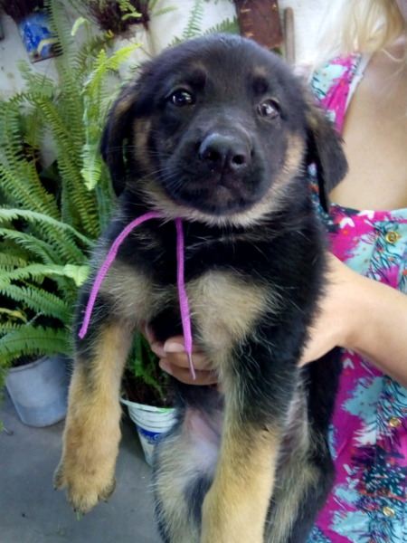 Cachorros ovejero alemán