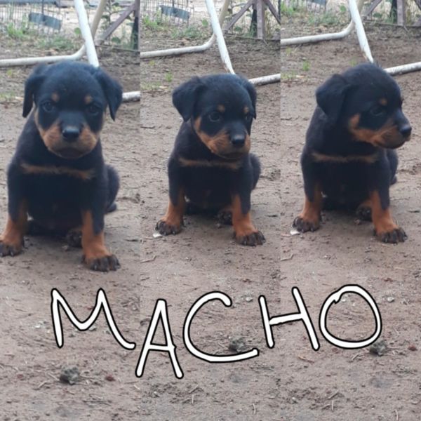 Cachorros rotwailers 2 hembra y 1 macho