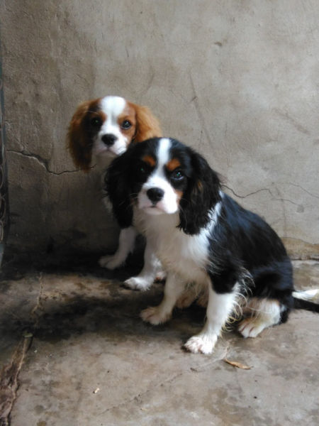 Cavalier King Charles · Machos · F.C.A.