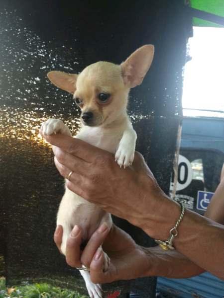 Chihuahua hembra miniatura