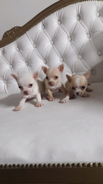 Chihuahua mini de bolsillo oferta machos