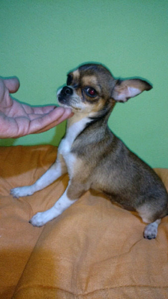 Chihuahua mini hembra