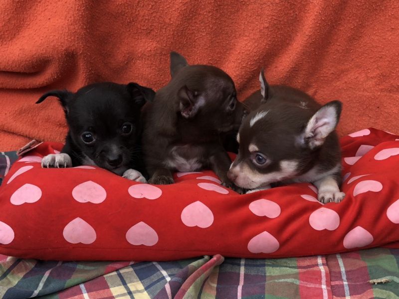 Chihuahuas cachorros bellos con pedigrí