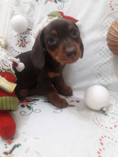 DACHSHUND MINIATURA DISPONIBLES