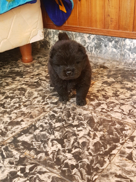 HERMOSA CACHORRA CHOW CHOW!!