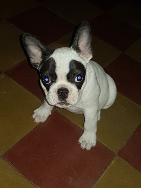 HERMOSA PANDITA !!!BULDOG FRANCES.