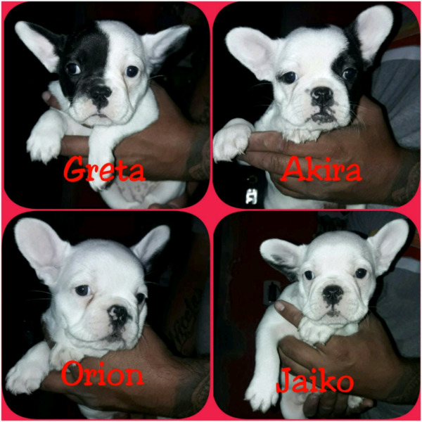 Hermosos Bulldog Frances