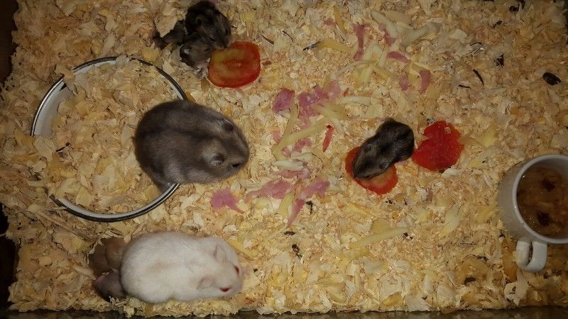 Hermosos hamsters rusos para esta navidad!!