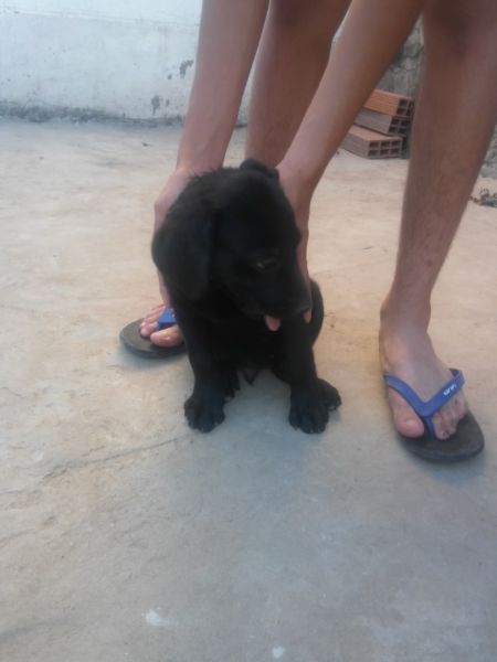 Labradores cachorros negros