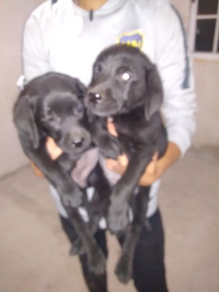 Labradores cachorros negros