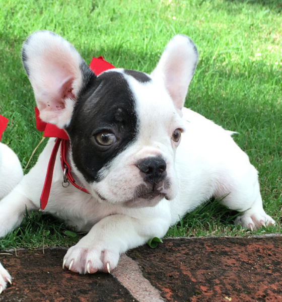 MIRALA bulldog frances gen choco ojos amarillos hembra