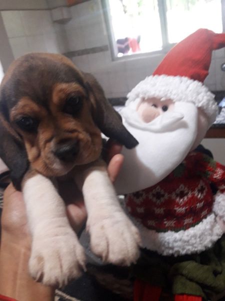 Ultima hembra beagle tricolor whatsapp 