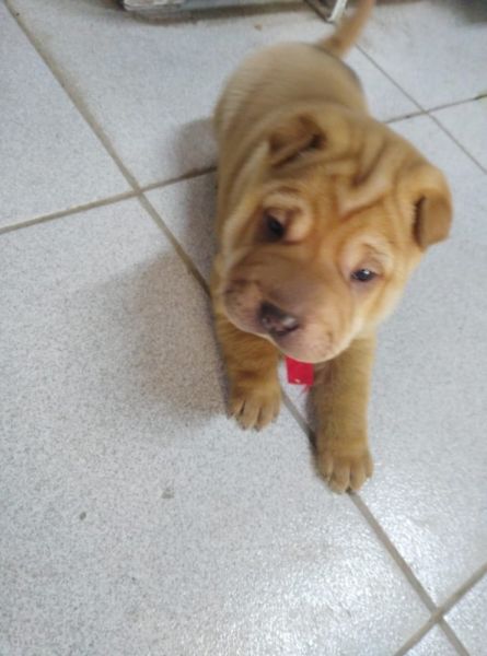 Vendo 5 perros Shar Pei